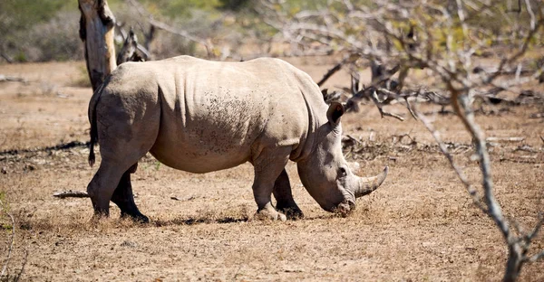 Na África do Sul reserva de vida selvagem e rinoceronte — Fotografia de Stock