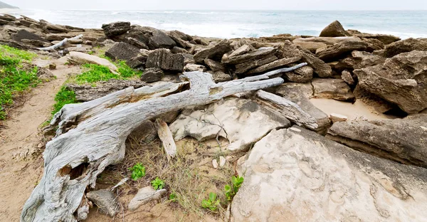 A Dél-afrikai ág halott fa tengerpart — Stock Fotó