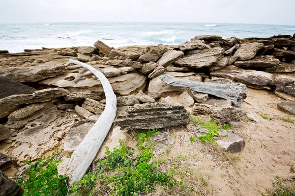 A Dél-afrikai ág halott fa tengerpart — Stock Fotó