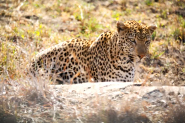 In south africa kruger natural park wild leopard — Stock Photo, Image