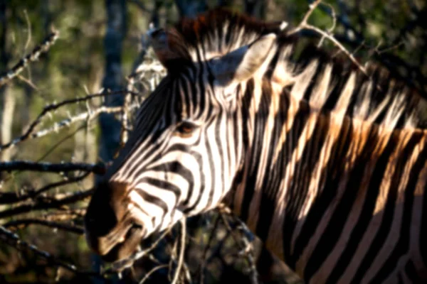 Na África do Sul reserva natural de vida selvagem e zebra — Fotografia de Stock