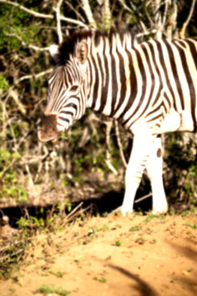 V Jižní Africe přírody chráněné krajinné oblasti a zebra — Stock fotografie