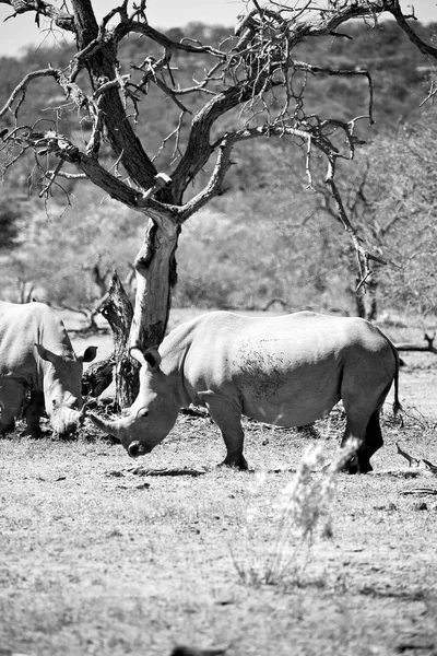 W RPA rezerwat przyrody i nosorożec — Zdjęcie stockowe