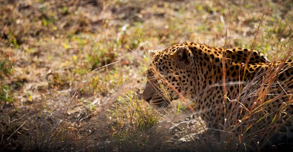 En Sudáfrica kruger parque natural leopardo salvaje — Foto de Stock