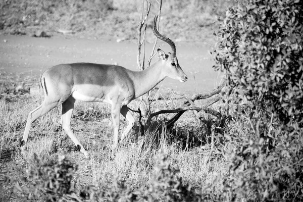 Wilde Impala im Winterbusch — Stockfoto