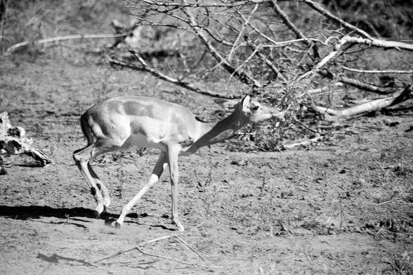 A téli-bokor, vad impala — Stock Fotó