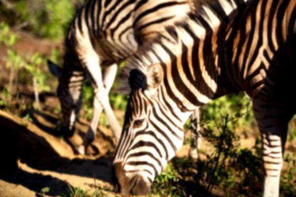 Güney Afrika yaban hayatı doğa rezerv ve zebra — Stok fotoğraf