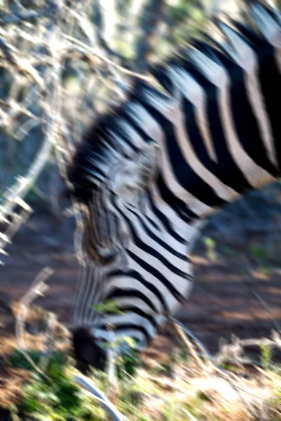 Na África do Sul reserva natural de vida selvagem e zebra — Fotografia de Stock