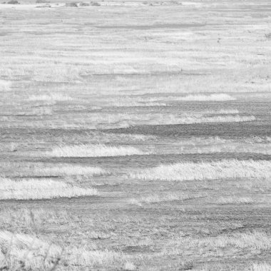   Güney Afrika su birikintisi Gölü tabiatı ve bush