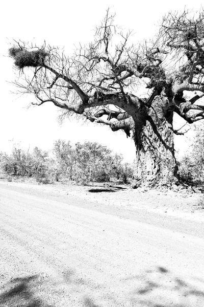 Na África do Sul rua e baobá — Fotografia de Stock