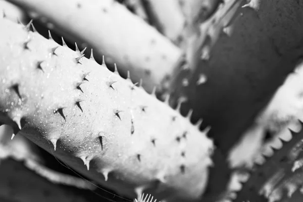 Feuille abstraite de plante de cactus et lumière — Photo