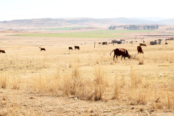 In south africa  land bush      and tree — Stock Photo, Image