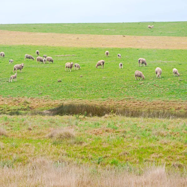 Na África do Sul planta arbusto e ovelha — Fotografia de Stock