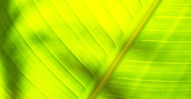 yaprak gibi arka plan kapat