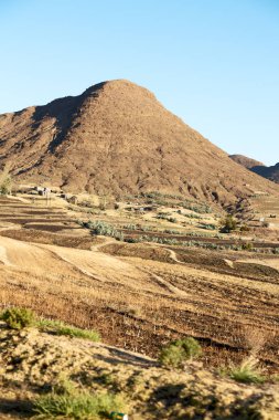   Güney Afrika'da kara çalı ve ağaç 