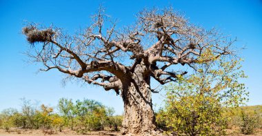    Güney Afrika ev ve baobab  