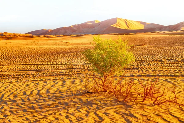 Dans le vieux désert oman — Photo