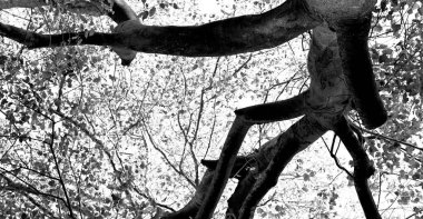 bitki ve ağaç Milli Parkı içinde 