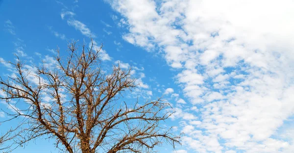 Planta y árbol en el parque nacional —  Fotos de Stock