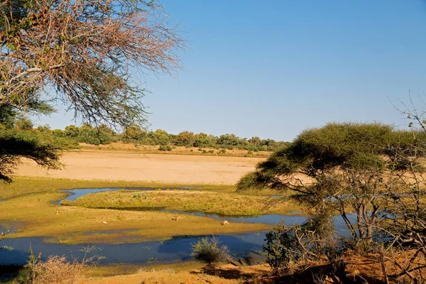 En Sudáfrica vida silvestre agua planta y árbol —  Fotos de Stock