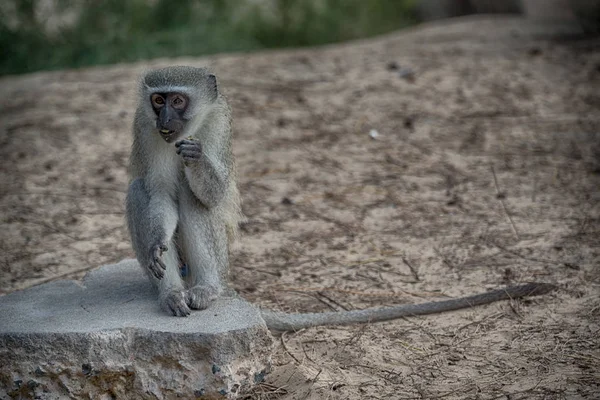 In Zuid-Afrika Wild aard en aap — Stockfoto