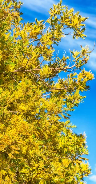 In  wildlife  mimosa  plant and tree — Stock Photo, Image