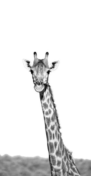 En Afrique du Sud réserve naturelle sauvage et girafe — Photo