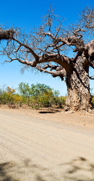    in south africa   street and baobab  