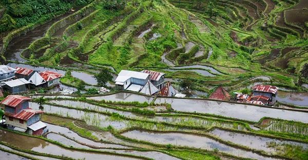 Campo de terraço para coultivação de arroz — Fotografia de Stock