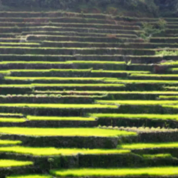 Campo de terraço para coultivação de arroz — Fotografia de Stock