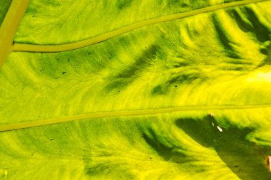 arka ışık ve bir yaprak 