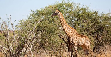Güney Afrika yaban hayatı rezerv ve zürafa