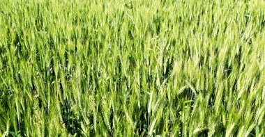 İran'da çiftlik ekili