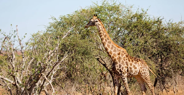 In south africa     wildlife    reserve and   giraffe — Stock Photo, Image