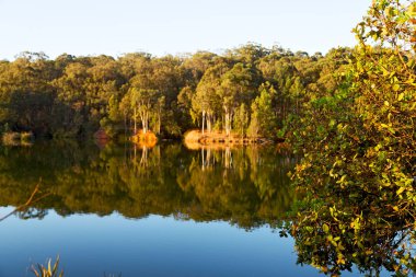   su Lirası göl ve ağaç yansıması