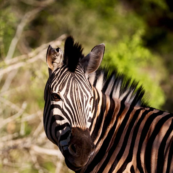 En Sudáfrica reserva natural de vida silvestre y cebra — Foto de Stock