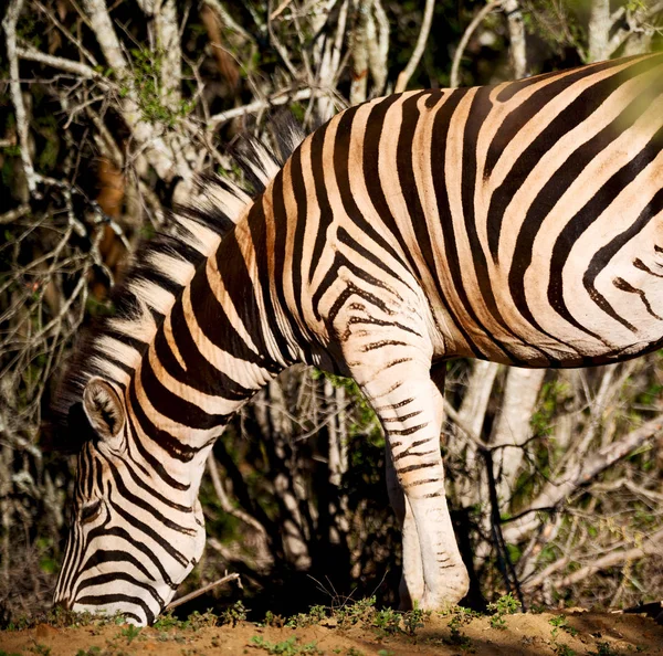 I Sydafrika wildlife naturreservat och zebra — Stockfoto