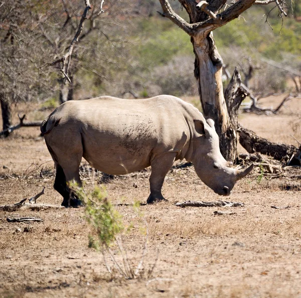 Na África do Sul reserva de vida selvagem e rinoceronte — Fotografia de Stock