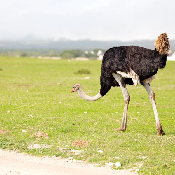 Na África do Sul reserva natural de vida selvagem e avestruz — Fotografia de Stock