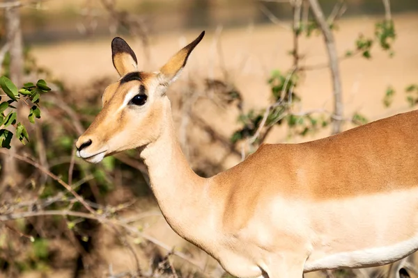 Impala selvagem no arbusto de inverno — Fotografia de Stock