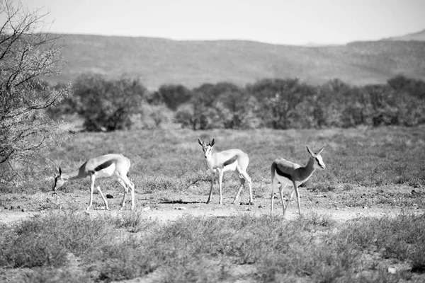 Impala silvestre en el arbusto de invierno — Foto de Stock