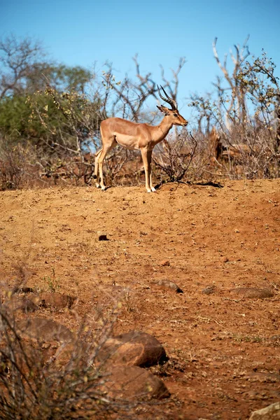 Divoké impala v zimě bush — Stock fotografie