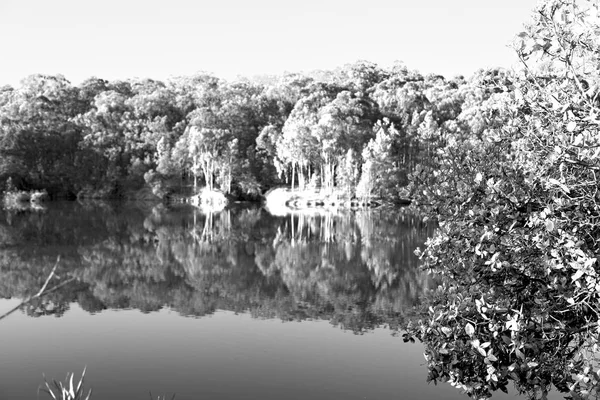 Фунтовое озеро и дерево в воде — стоковое фото