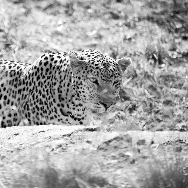 Güney Afrika kruger doğal park vahşi leopar — Stok fotoğraf