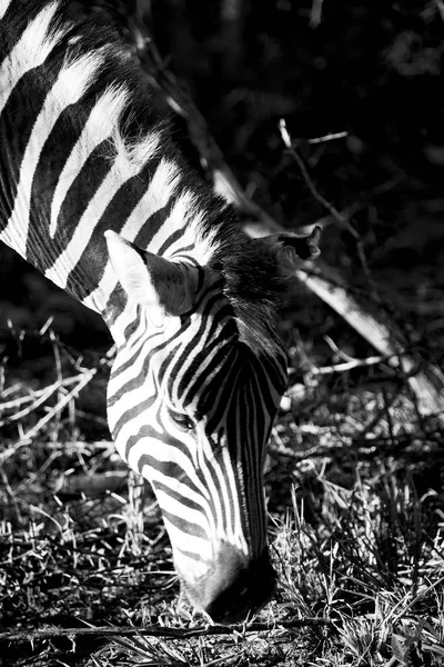 În Africa de Sud rezervație naturală sălbatică și zebră — Fotografie, imagine de stoc