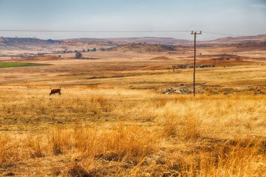   Güney Afrika'da kara çalı ve ağaç 
