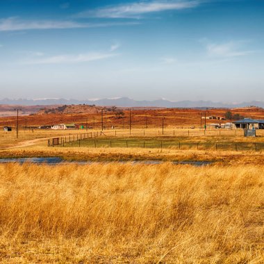   Güney Afrika'da kara çalı ve ağaç 