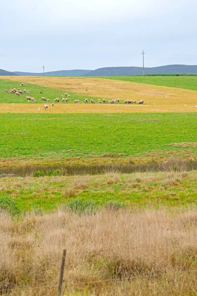 I Sydafrika växt mark bush och får — Stockfoto