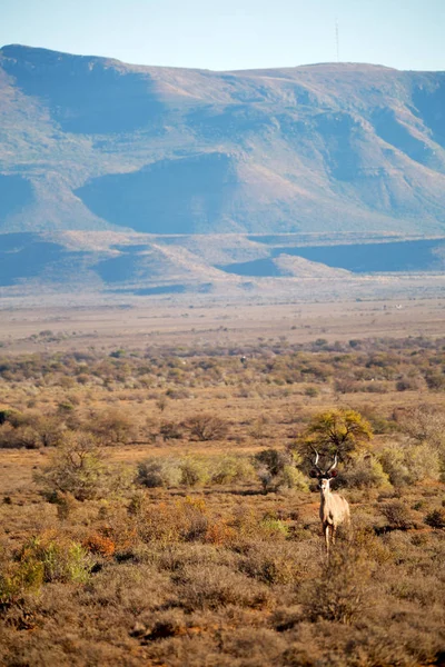在南非野生动物黑斑羚 — 图库照片