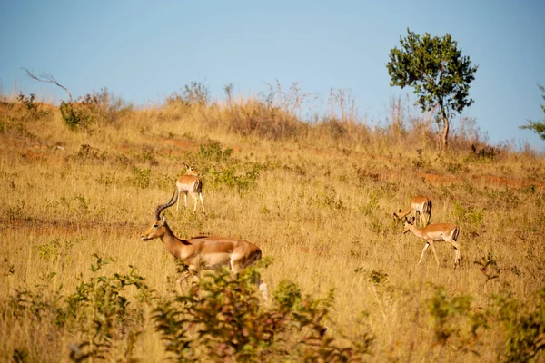 Güney Afrika yaban hayatı Impala içinde — Stok fotoğraf